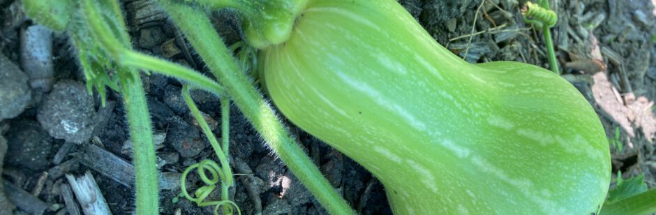 Kleingartenverein "Ostorf" e.V. Schwerin